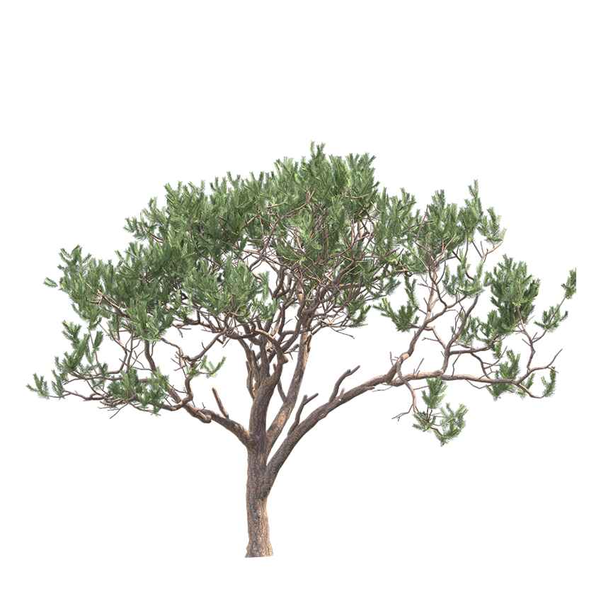 Pinus Pinaster - Maritime Pine 02
